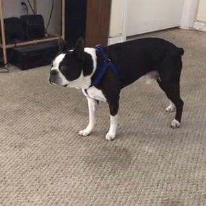 Meet your Posher, Sam